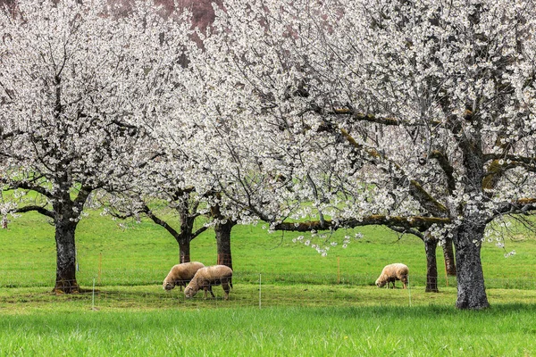 Ovejas Pastando Huerto Floreciente Con Flores Cerezo Una Forma Ecológica —  Fotos de Stock