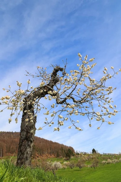 Stare Wiśniowe Drzewo Jest Pełne Życia Wiosną Wieloma Nowymi Kwitnącymi — Zdjęcie stockowe