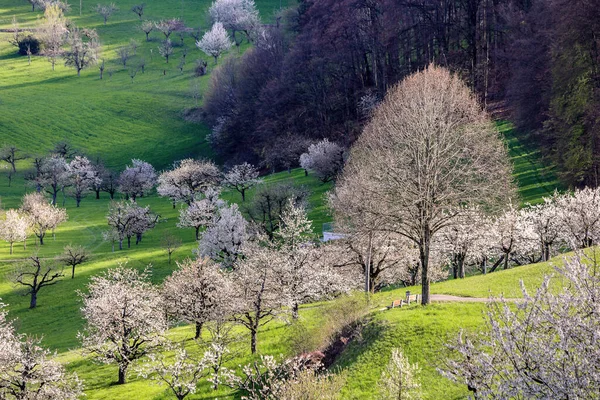 Wzgórze Bok Kwitnącymi Wiśniowymi Drzewami Późnym Popołudniowym Słońcu Rzucającym Cienie — Zdjęcie stockowe