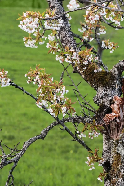 Stare Wiśniowe Drzewo Jest Pełne Życia Wiosną Wieloma Nowymi Kwitnącymi — Zdjęcie stockowe