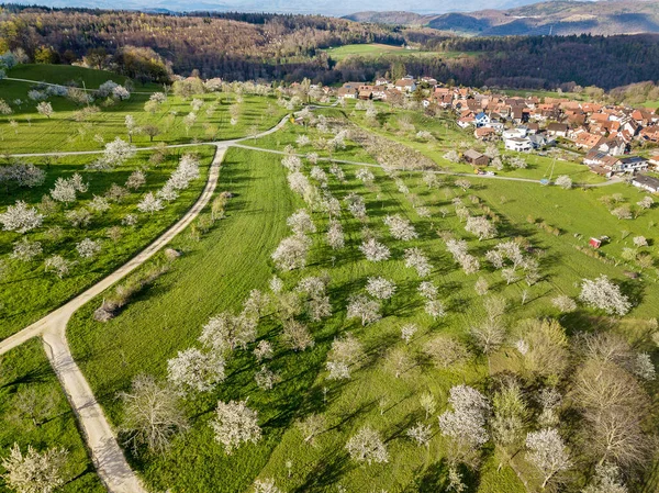 Flygfoto Över Den Schweiziska Byn Nuglar Med Blommande Fruktträdgård Trädgård — Stockfoto