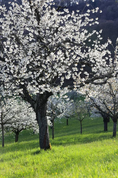Big Cherry Tree Full Blossom Standing Backlit Late Afternoon — Stock Photo, Image