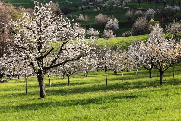 Orchard Kvetoucími Třešněmi Světle Stínu Odpoledního Slunce — Stock fotografie