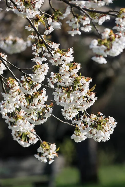 Fleur Cerisier Blanc Sur Verger Cultivant Sur Fond Sombre — Photo