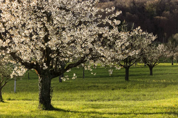 Verger Avec Cerisiers Fleurs Dans Lumière Ombre Soleil Après Midi — Photo