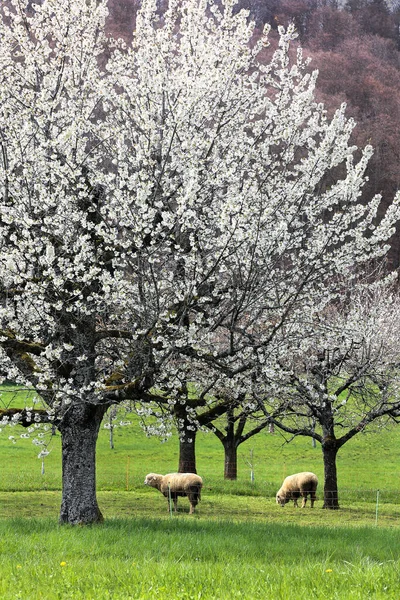 Domba Domba Merumput Kebun Yang Mekar Dengan Bunga Ceri Cara — Stok Foto