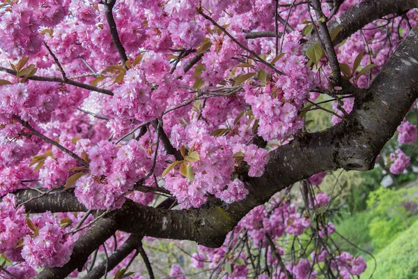 Närbild Enorm Japansk Körsbärsträd Med Full Blomma Rosa Blomma Våren — Stockfoto