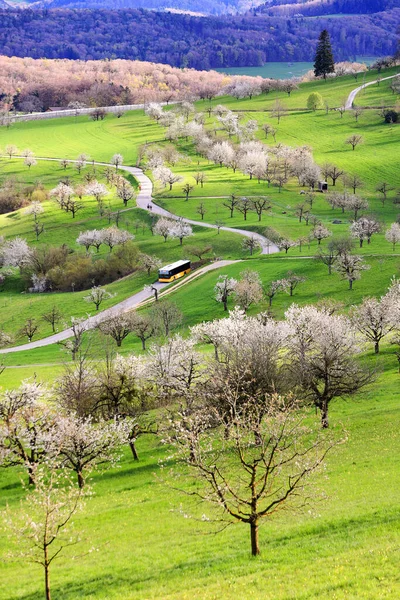 Der Obstgarten Auf Dem Hügel Mit Einem Schweizer Postauto Auf — Stockfoto