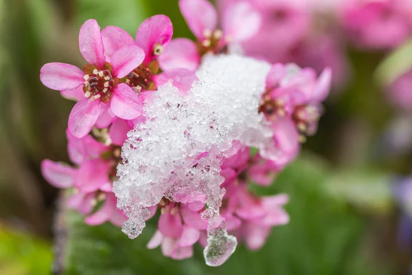 Young Pink Garden Flowers Attacked Sudden Snow Early Spring April — Stock Photo, Image
