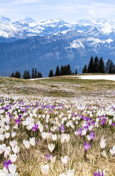 Wild Krokus Blommor Alperna Med Snö Berg Majestätiska Alperna Triumvirat — Stockfoto