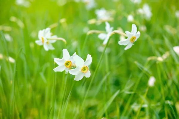 草地上的水仙花 水仙花 的双重曝光 — 图库照片