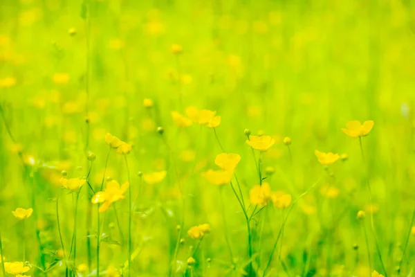 草地に小さな黄色のバターカップ Ranunculus の花の二重暴露 — ストック写真