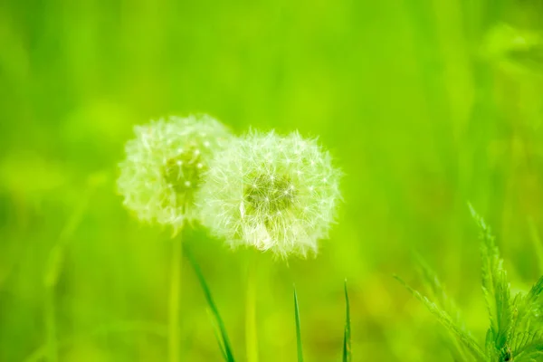 Double Exposures Fluffy Dandelion Flowers Meadow — Stock Photo, Image
