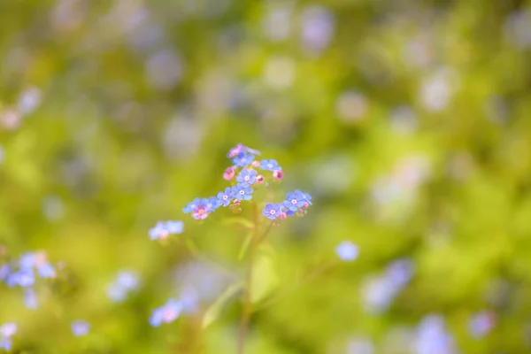Double Exposure Tiny Forget Lila Flowers Meadow — Stock Photo, Image