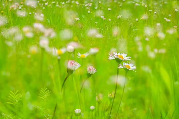 草地上的小雏菊 Bellis Perennis 花的双重曝光 — 图库照片