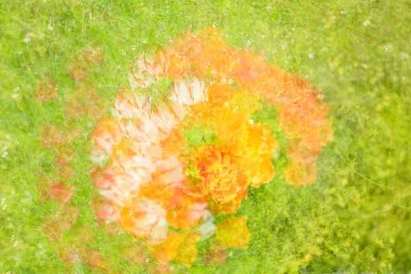 Multibelichting Van Een Groep Tulpenbloemen Het Weitje Waardoor Abstracte Patronen — Stockfoto