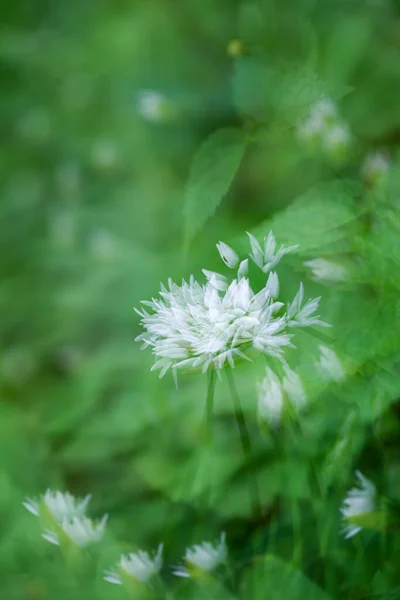 Yeşil Arka Planda Yabani Sarımsaklı Pırasa Çiçeğinin Çoklu Pozu — Stok fotoğraf