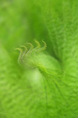 Genç eğreltiotu uçlarının birden fazla kez ortaya çıkması soyut desen gibi kuş oluşturur.