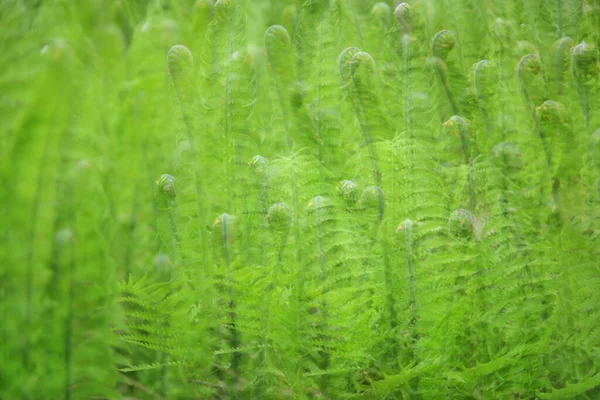 Многократное Воздействие Молодого Растения Папоротника Фоне Зеленой Текстуры — стоковое фото