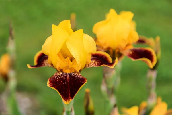Flor Iris Whoop Estándares Amarillos Dorados Caídas Granate Con Bordes —  Fotos de Stock
