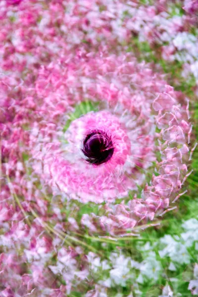 中心多次暴露黑色郁金香 周围有白色 粉色和白色的郁金香 形成一种抽象的旋涡图案 — 图库照片