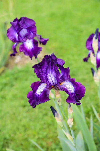 Bicolor Bearded Germanica Iris Flower Exotic Star Violet Standards Falls — Stock Photo, Image