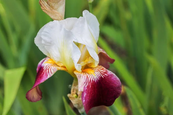 Lang Bebaarde Germanica Iris Bloem Fijnste Uur Witte Standaarden Rode — Stockfoto