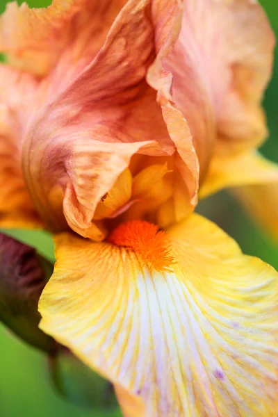 Dettagli Alto Fiore Germanica Barbuto Iris Colliope Magic Standard Cade — Foto Stock