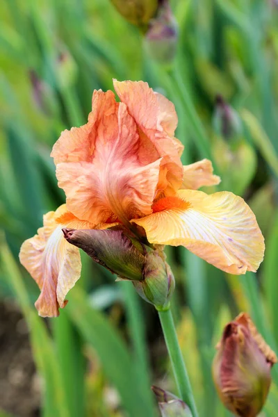 Uzun Sakallı Alman Iris Çiçeği Colliope Magic Standartlar Kayısı Renginde — Stok fotoğraf