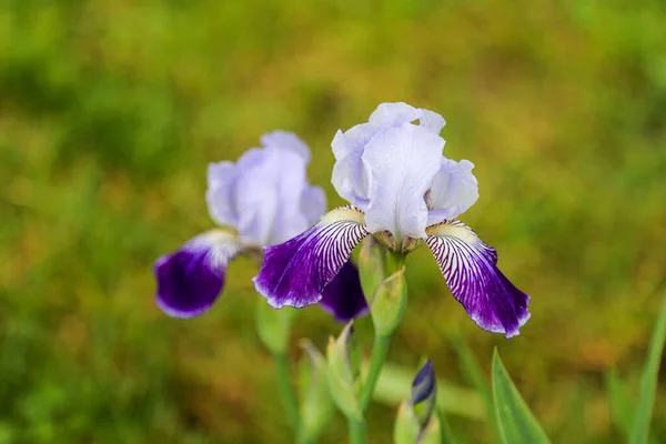 Tall Bearded Germanic Iris Flower Noctambule White Standards Blue White — Stock Photo, Image