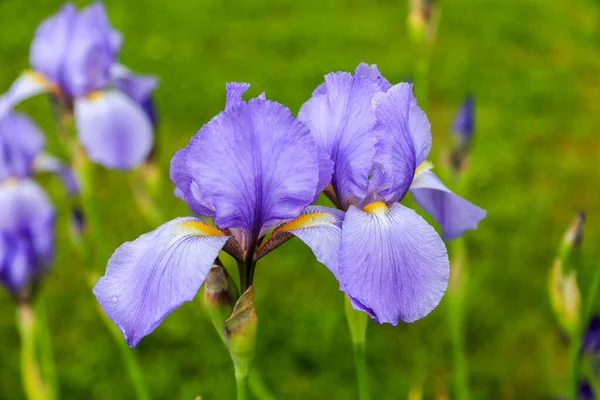 Grand Iris Pallida Barbu Iris Dalmate Iris Doux Avec Tous — Photo