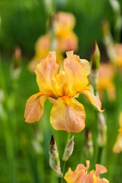 Uzun Sakallı Iris Çiçeği Roket Standartlar Turuncu Sarı Turuncu Sakal — Stok fotoğraf