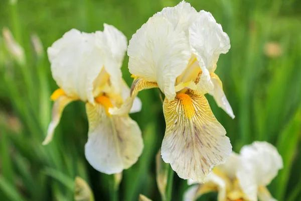 Lång Skägg Iris Blomma Queen Anne Standarder Ljus Krämig Lavendel — Stockfoto