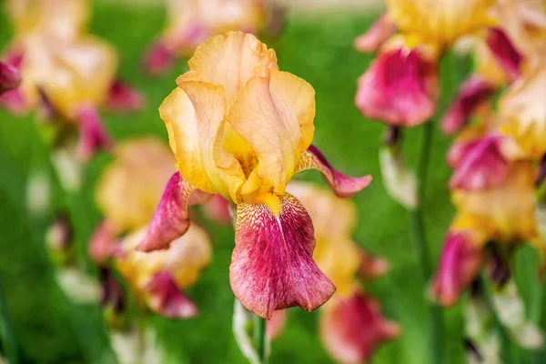 Lange Bicolor Irisbloem Met Baard Cerf Volant Standaarden Lichtgeel Valt — Stockfoto