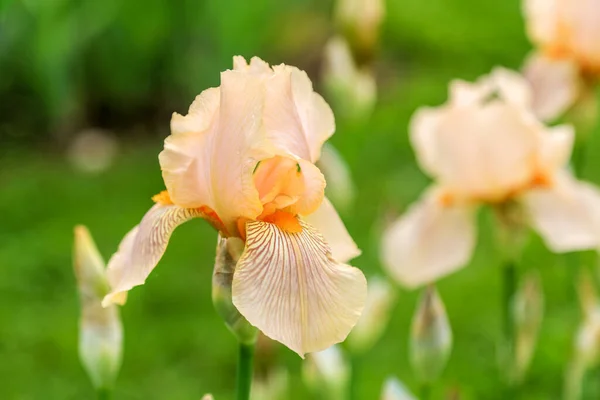 Lang Bebaarde Tweekleurige Irisbloem Edward Windsor Standaarden Bovenste Blaadjes Valt — Stockfoto
