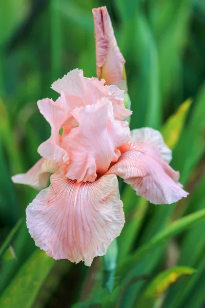 Irisblüte Ovation Standarten Obere Blütenblätter Und Fallen Untere Blütenblätter Rosa — Stockfoto