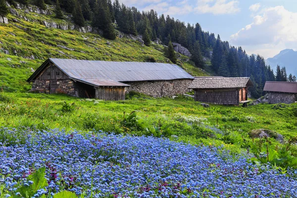 前景には忘れられないほどの青の花がたくさん咲いている夏のアルプス山の花々の多様性 鋭い前景と背景のための焦点スタッキング — ストック写真