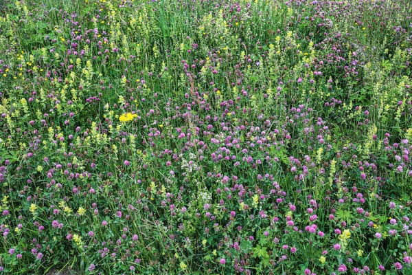 Background Non Fertilized Meadow Low Nutrient Grassland Important Part Ecological — Stock Photo, Image