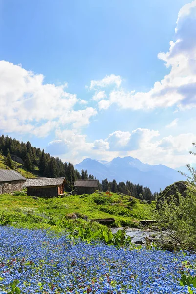Vale Dos Alpes Com Diversidade Flora Selvagem Verão Com Grande — Fotografia de Stock