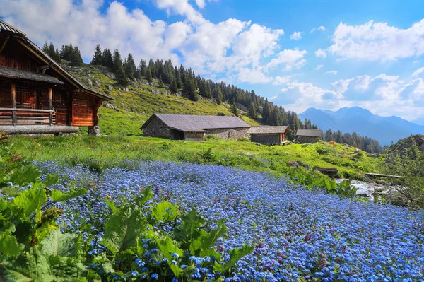 Rozmanitost Bujné Flóry Horách Alp Létě Velkou Skvrnou Zapomenutých Modrých — Stock fotografie