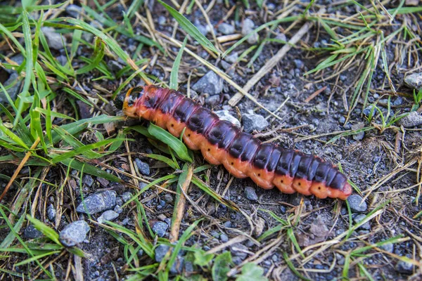 Big Red Catterpillar Goat Moth Cossus Cossus Crawling Grass Ground — Stock Photo, Image