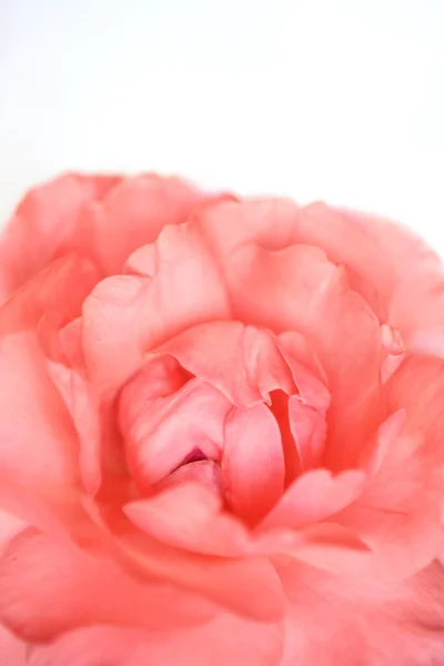 Red Rose Macro Shot Copy Space Double Exposure Archieve Soft — Stock Photo, Image