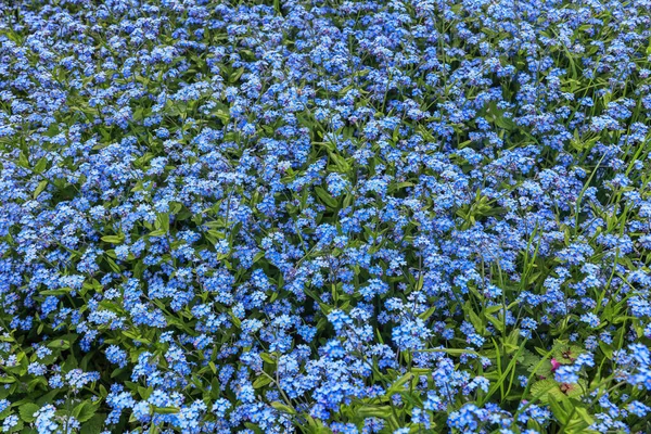 Alpes Flor Silvestre True Forget Myosotis Scorpioides Boraginaceae Gran Parche —  Fotos de Stock