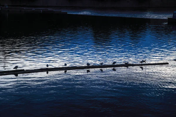 Водяные Птицы Выстилающие Бревно Реки Сумеречном Свете Образуют Сильное Пространство — стоковое фото