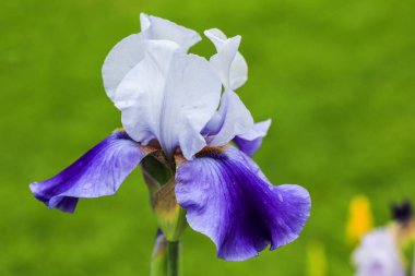 Uzun sakallı, gümüşi lavanta mavisi Standartları olan Iris Misty Shadows, daha zengin mavi eriğe düşer, altın sakalı mavileşir (Germanica Berbata-Elatior Grubu))