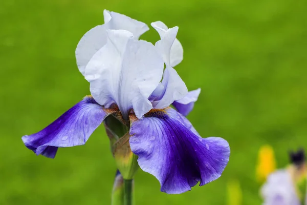 Lang Bebaarde Iris Misty Shadows Met Standaarden Zilverachtig Licht Lavendelblauw — Stockfoto