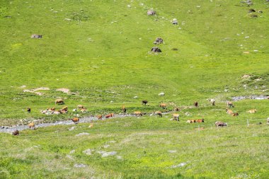 Yaz mevsiminde yüksek Alplerdeki dağ deresi boyunca çayırlarda inekler.