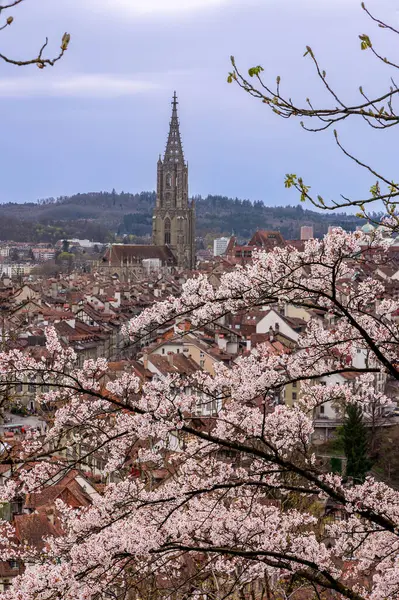 İsviçre 'nin eski şehir merkezi Bern ve onun ön planda Japon sakura çiçekleri olan Munster kilise kulesi (odaklanmış)