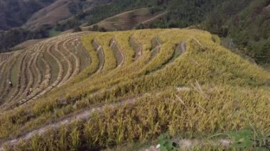 Long Ji Rice Terası 'nın (Ejderha Kemiği Terası) sonbahar mevsiminde tarlalarda çiftçilerin bulunduğu manzarası