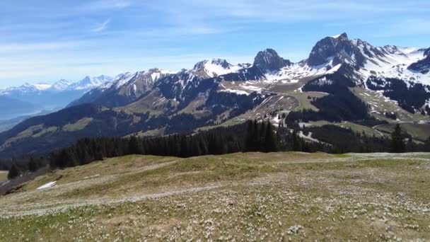 Dzikie Kwiaty Krokusa Alpach Przechodzą Gurnigel Śnieżnymi Szczytami Gantrisch Nueenen — Wideo stockowe